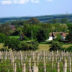 the wine-growing village of Vrbovec - one of our customers